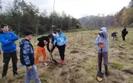 drzewa4